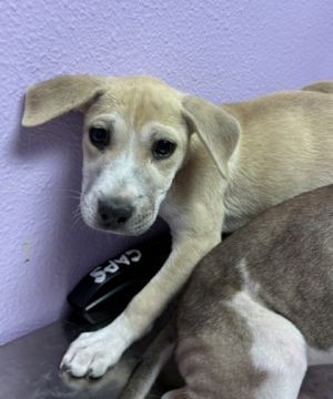 58785904, Baby Female Mixed Breed