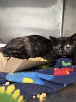 58769795, Baby Female Domestic Medium Hair