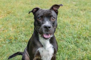 Rosie, Adult Female unknown