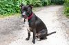 Rosie photo 3