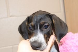 Hector, Baby Male Feist