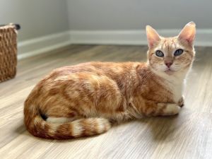 Brie is a truly special cat with so much love to give She poured her heart into caring for her