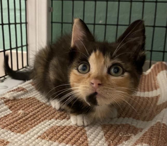 PIPER