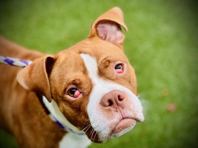 MILO