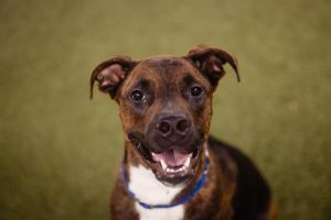 NALA, Young Female Labrador Retriever