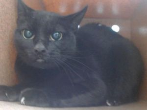 BOBA, Adult Female Domestic Short Hair