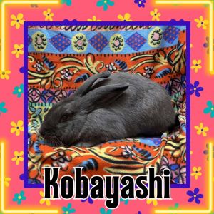 Kobayashi