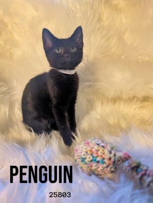 Penguin Domestic Short Hair Cat