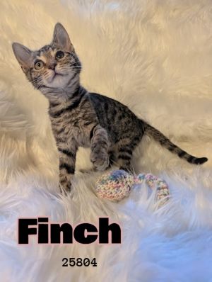 Finch Domestic Short Hair Cat