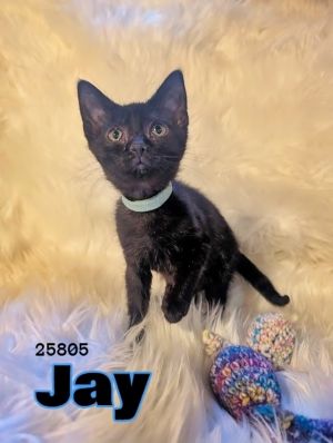 Jay Domestic Short Hair Cat