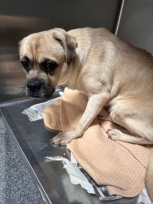 KEVIN Mixed Breed Dog