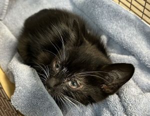 Scylla Domestic Short Hair Cat