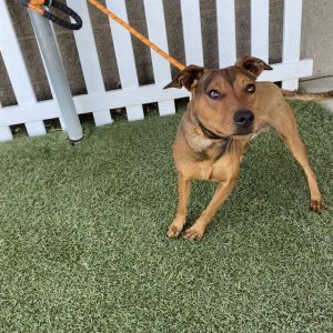 FIG, Young Male Parson Russell Terrier