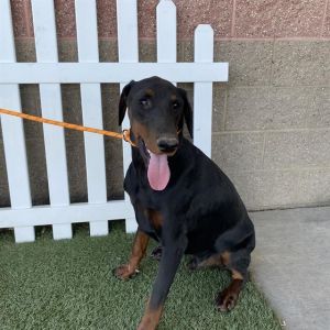 NOBLE, Young Male Doberman Pinscher