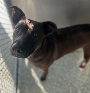 STEVE, Adult Male Pit Bull Terrier