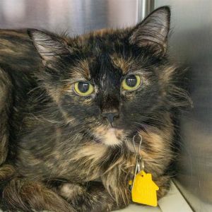 LIZZO, Young Female Domestic Medium Hair