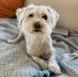 Watermelon, Adult Male Poodle