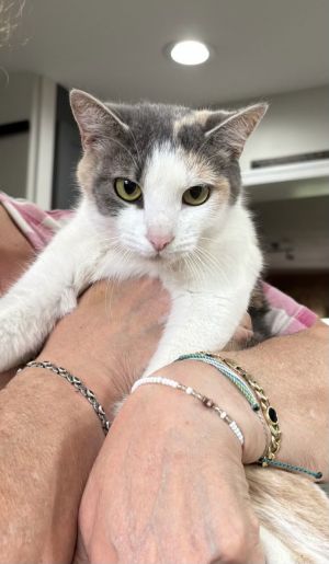 Phoebe, Young Female Domestic Short Hair