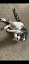 Phoebe photo 3