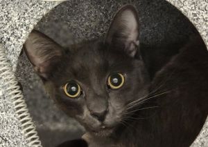 OBI WAN KENOBI, Adult Male Domestic Short Hair