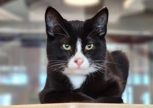 GREG, Baby Male Domestic Short Hair