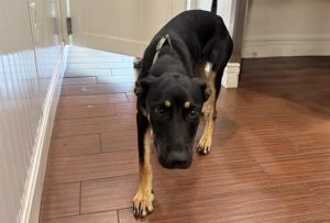 I arrived at the shelter as a stray and hope my family comes for me soon