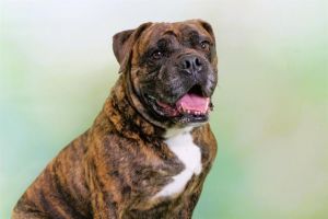 WATCH MY VIDEOHes just a gentle giant Meet Queso - A gentle well-mannered 5-year-old who has know