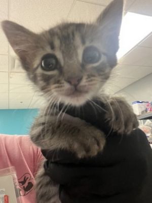 Chiquita, Adult Female Domestic Short Hair