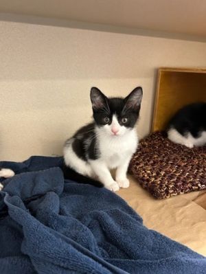Baby Yoda Domestic Short Hair Cat