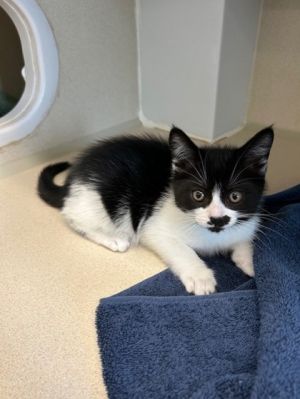 Stashy Domestic Short Hair Cat