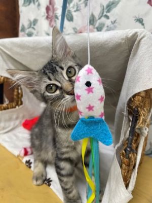 Squirt, Adult Male Domestic Short Hair