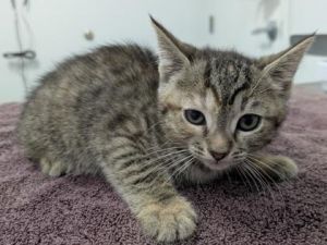 Splash 648-25 Domestic Short Hair Cat