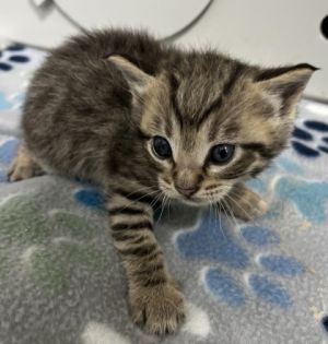Copacabana 650-25 Domestic Short Hair Cat