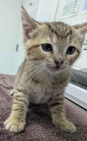 Breezy 647-25 Domestic Short Hair Cat