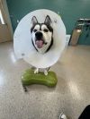 Oreo(in foster) photo 2