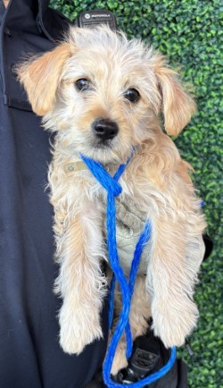 58784707, Baby Female Cocker Spaniel