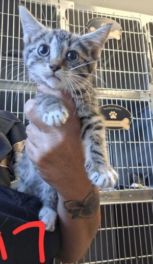 Nikki, Baby Female Domestic Short Hair