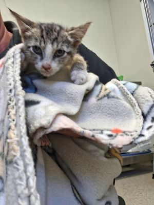 Blair, Baby Female Domestic Short Hair