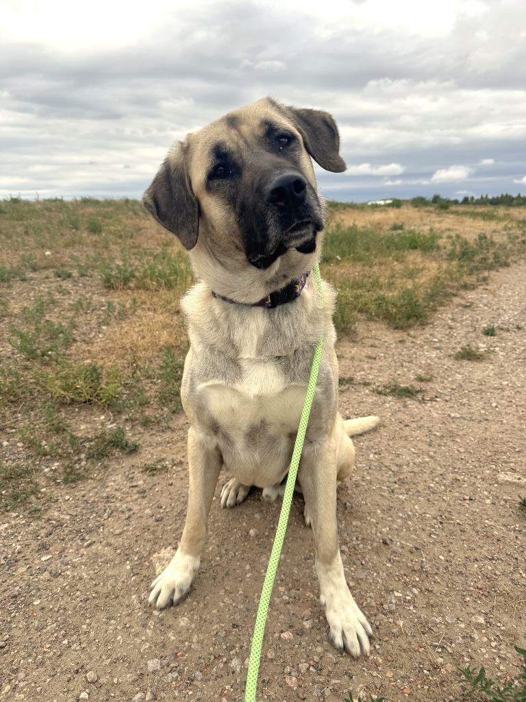 Ace, an adoptable Anatolian Shepherd, Mixed Breed in Gillette, WY, 82716 | Photo Image 1