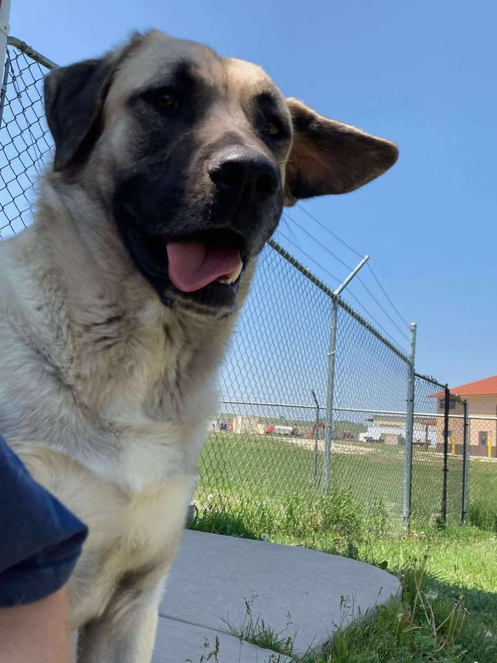 Ace, an adoptable Anatolian Shepherd, Mixed Breed in Gillette, WY, 82716 | Photo Image 2