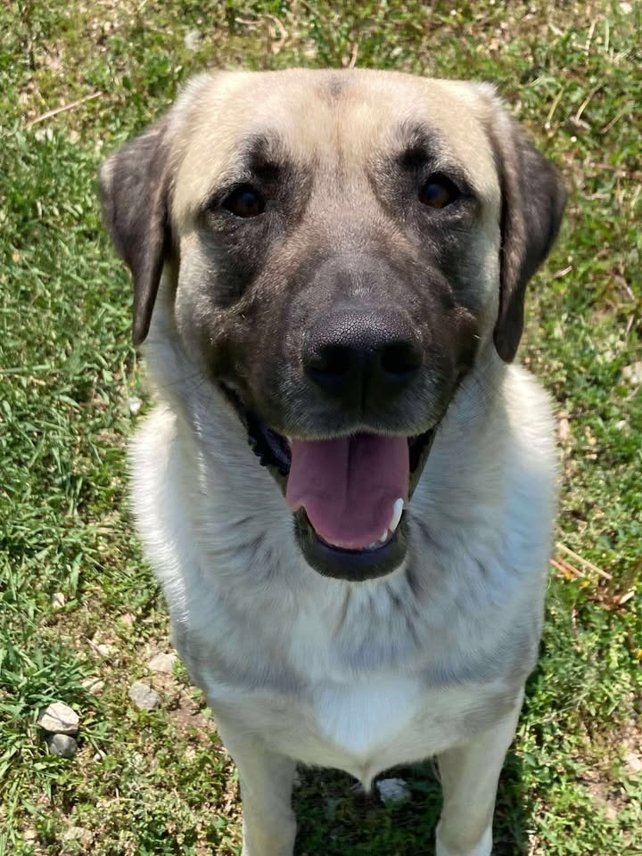 Ace, an adoptable Anatolian Shepherd, Mixed Breed in Gillette, WY, 82716 | Photo Image 3