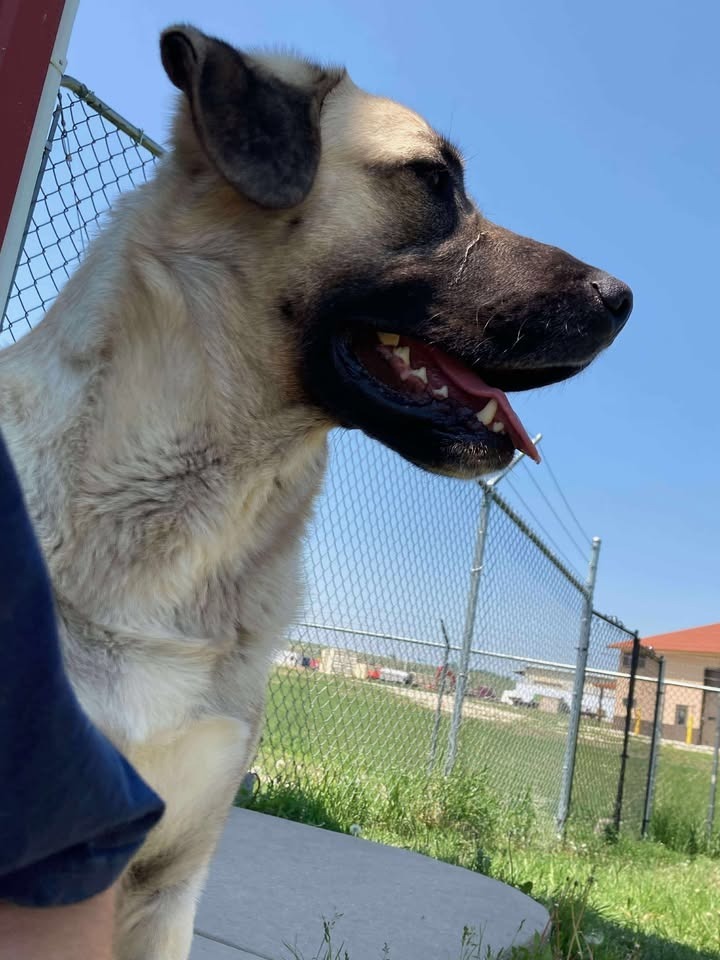 Ace, an adoptable Anatolian Shepherd, Mixed Breed in Gillette, WY, 82716 | Photo Image 4