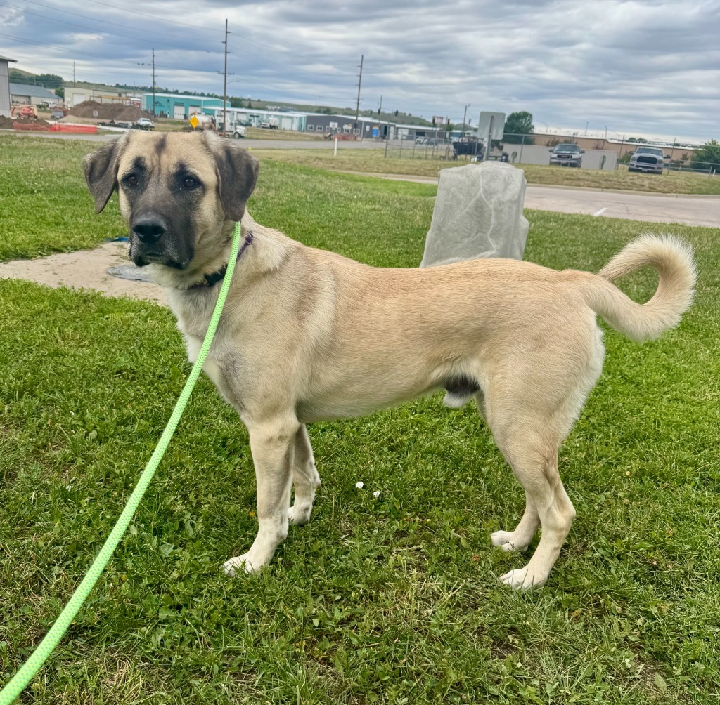 Ace, an adoptable Anatolian Shepherd, Mixed Breed in Gillette, WY, 82716 | Photo Image 5