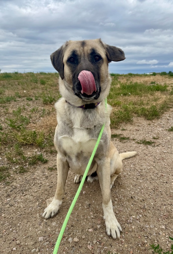 Ace, an adoptable Anatolian Shepherd, Mixed Breed in Gillette, WY, 82716 | Photo Image 6