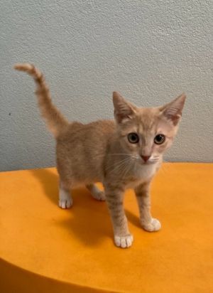 Hi there Im Calli I may be a kitten but I have a big heart Im sweet like the sugar