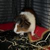 Pickles photo 2
