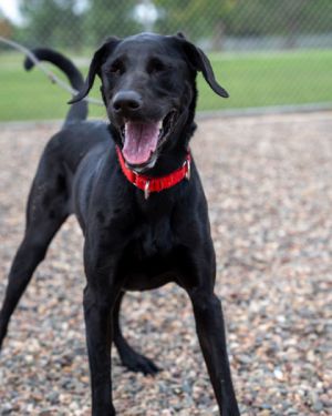 Kage, Adult Male Labrador Retriever