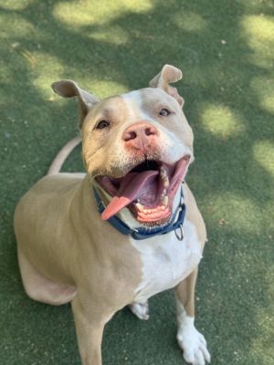 Canelo, Adult Male American Staffordshire Terrier