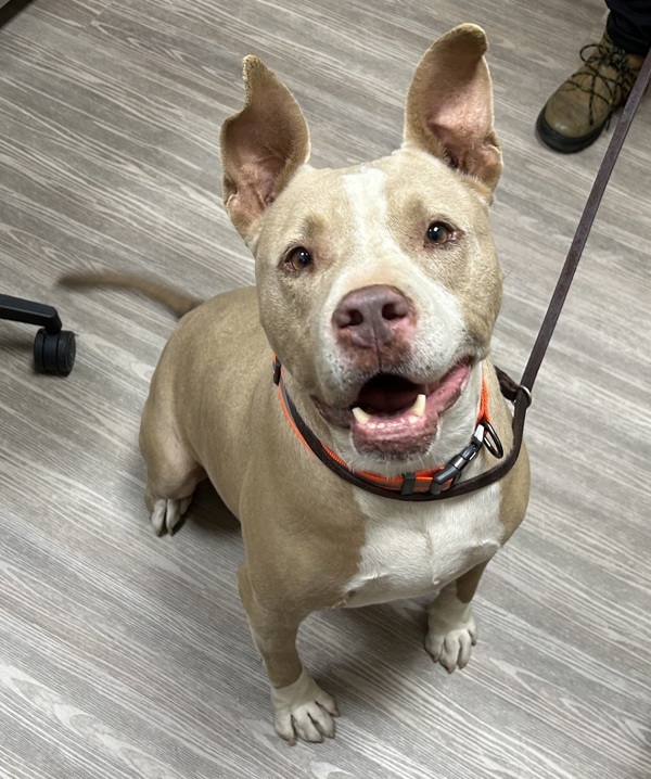 Canelo