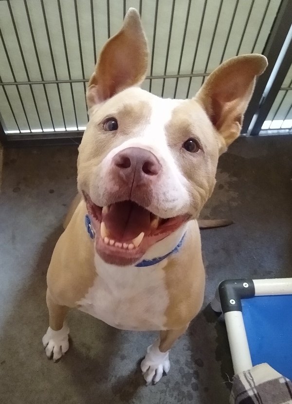 Canelo